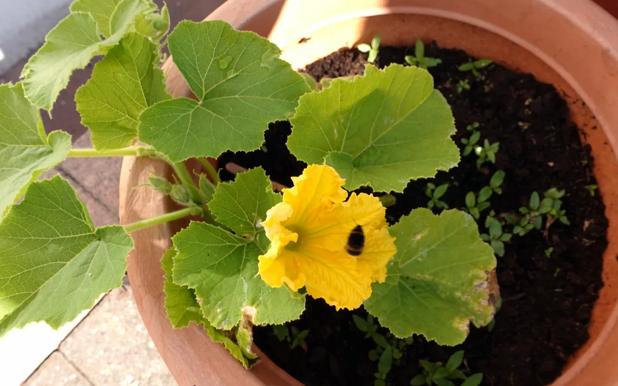 Bright yellow flowers of our pumpkin plant.