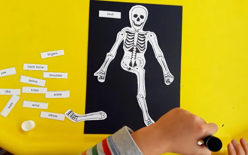 Harry labelling a skeleton in our My Skeleton topic.
