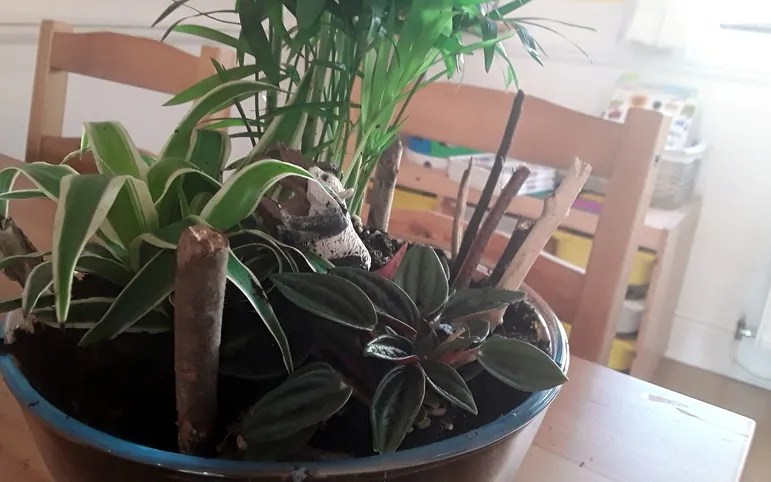 Our rainforest in a bowl.