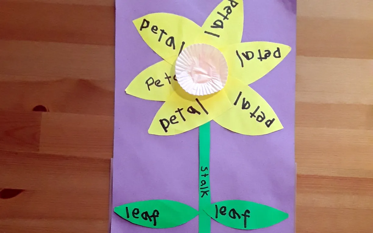 Label The Plant Activities