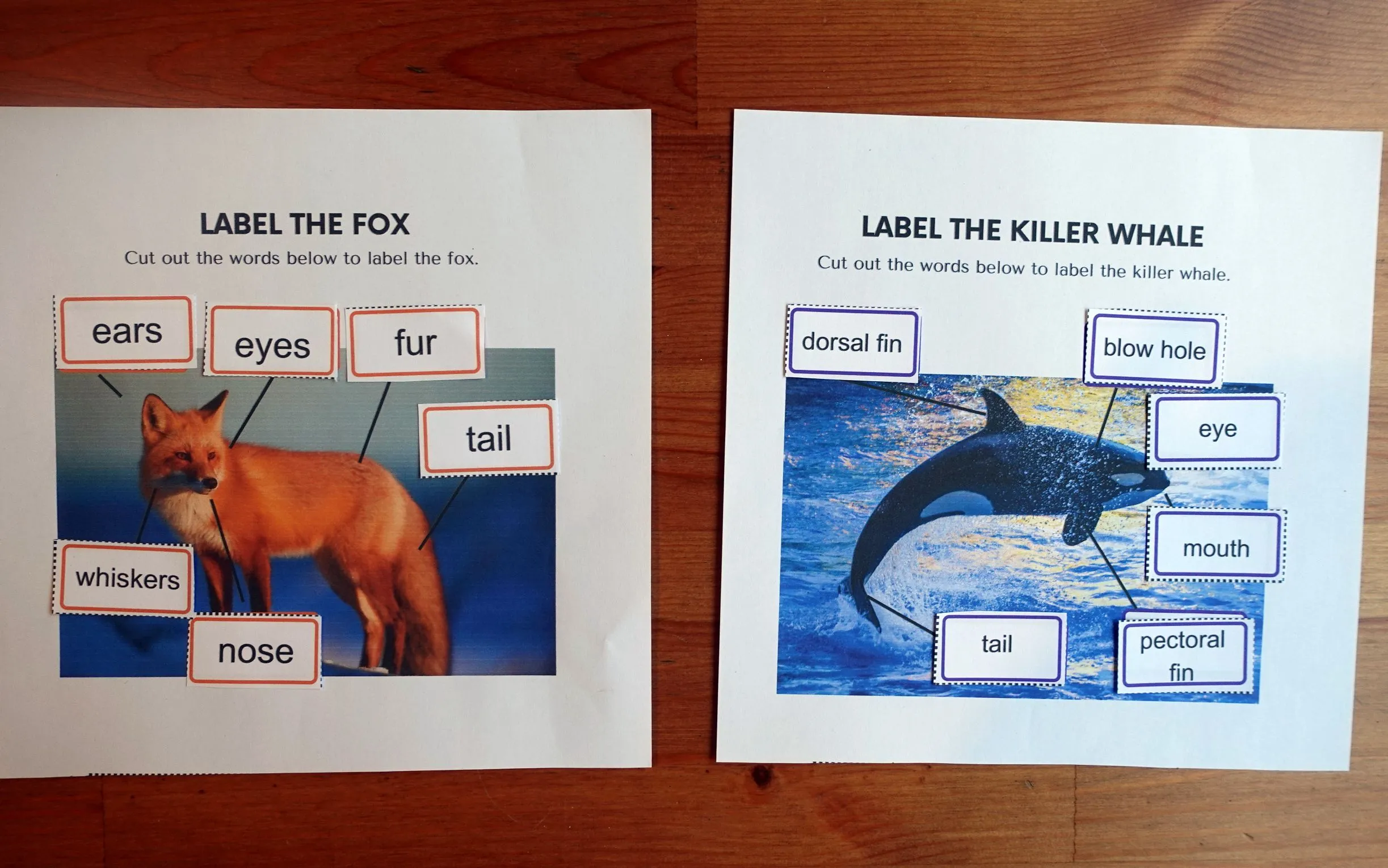 Activity Two - Label The Mammal