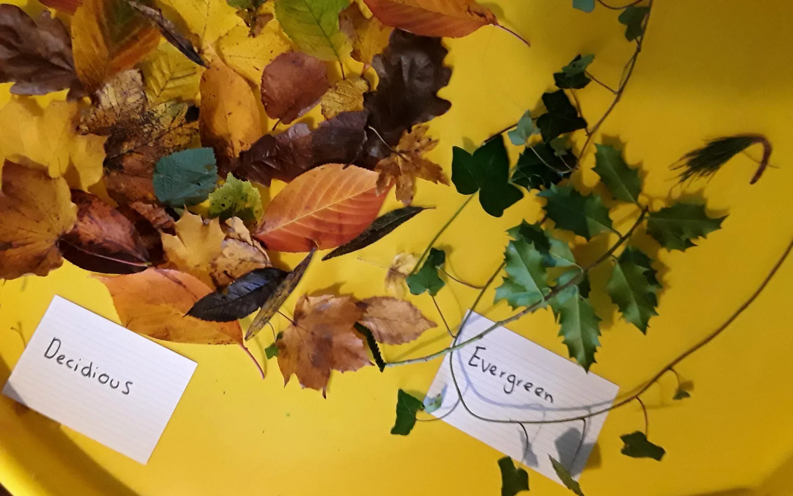 Deciduous And Evergreen Trees Activities