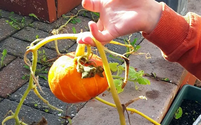Activity One - Plant A Pumpkin Seed